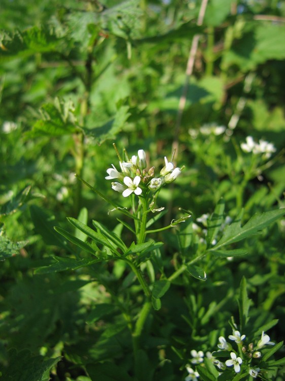 Cardamine flexuosa